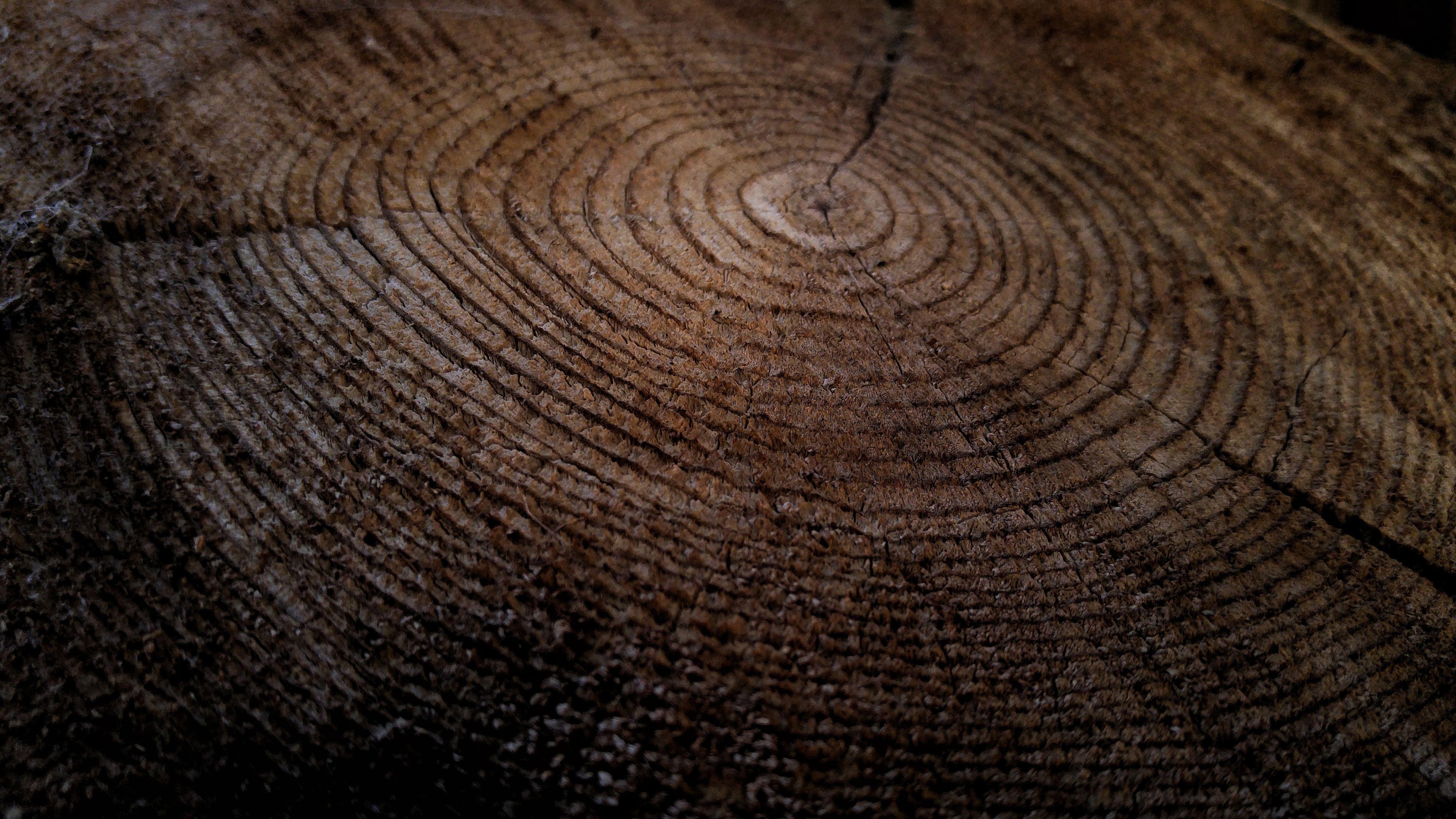 Quarter Sawn vs Flat Sawn Oak: The Ultimate Guide
