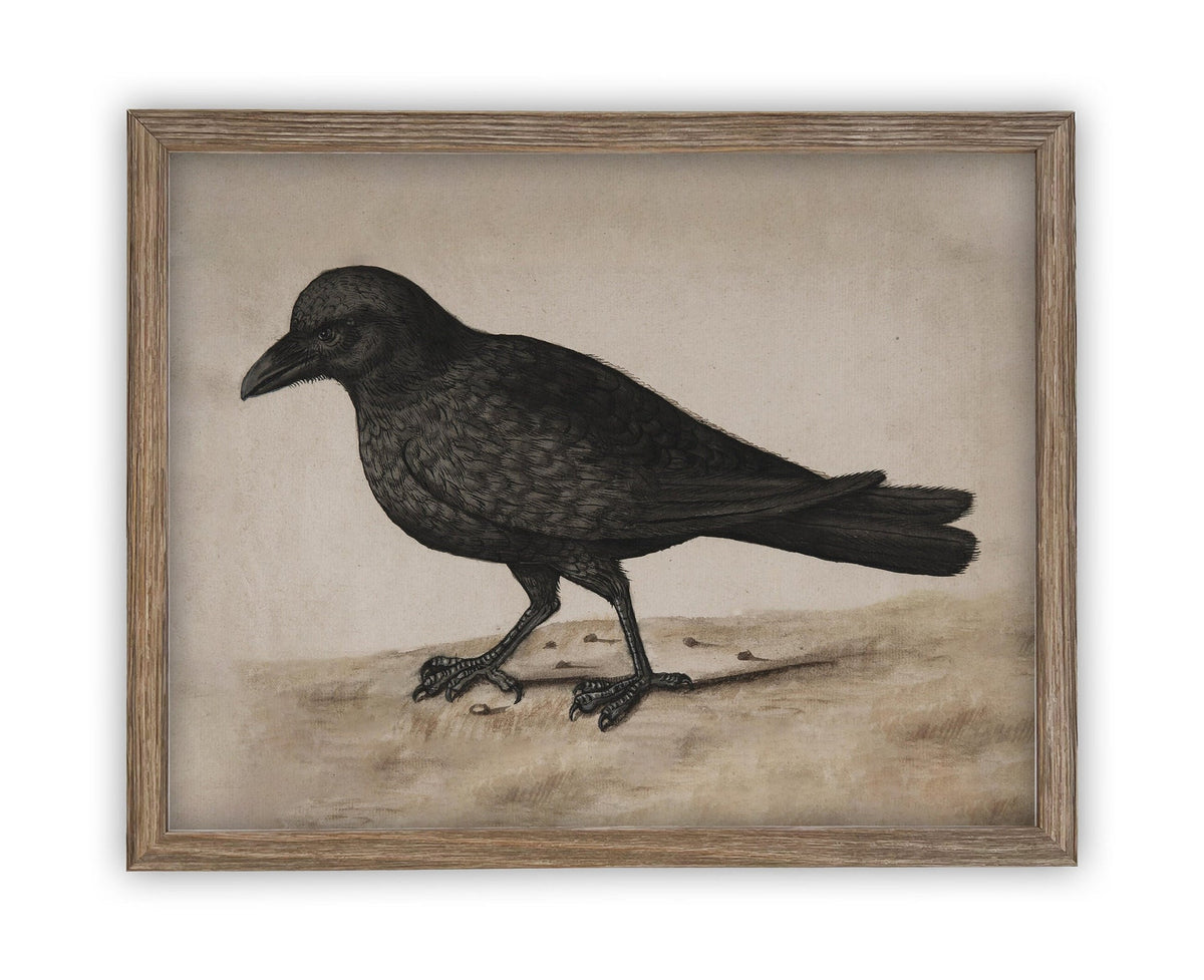 Vintage Framed Canvas Black Bird Art