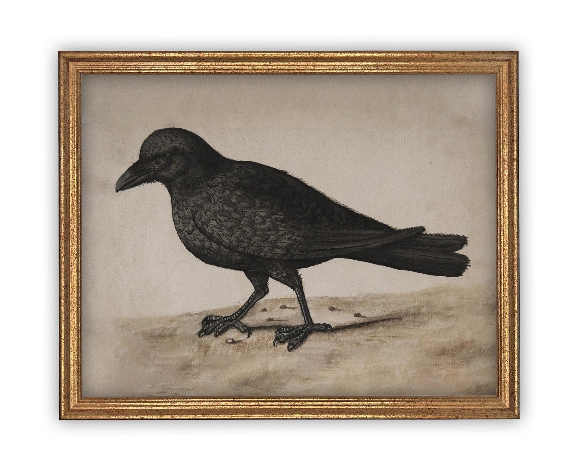 Vintage Framed Canvas Black Bird Art