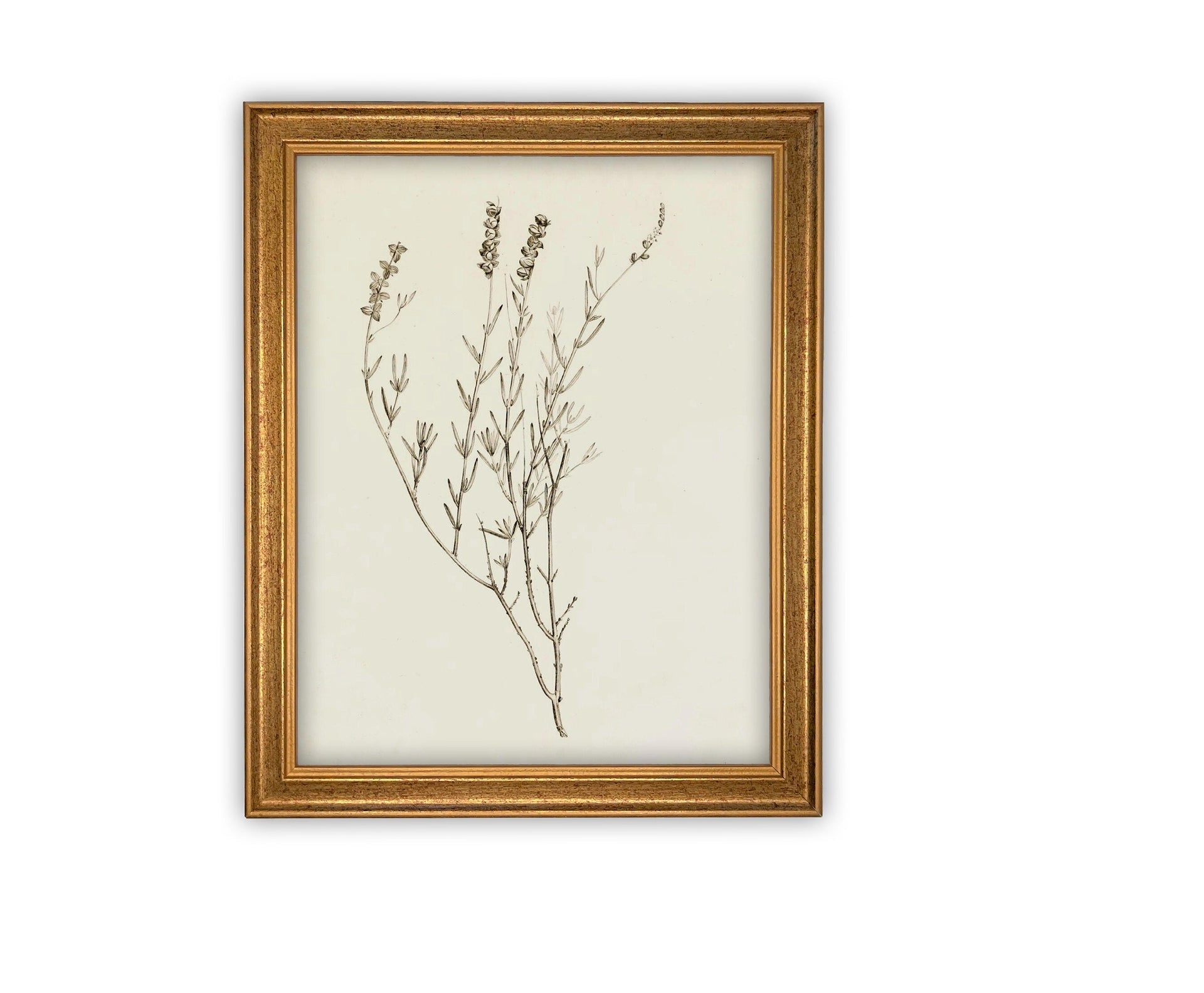 Vintage Framed Botanical Canvas Farmhouse Art