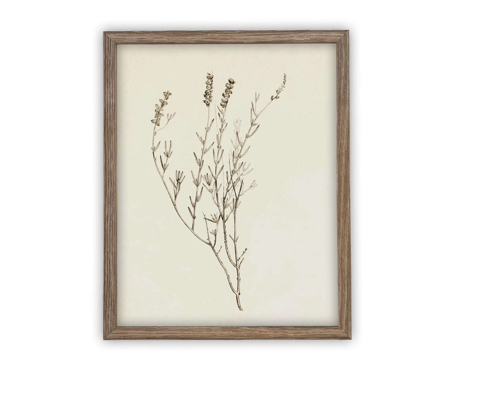 Vintage Framed Botanical Canvas Farmhouse Art