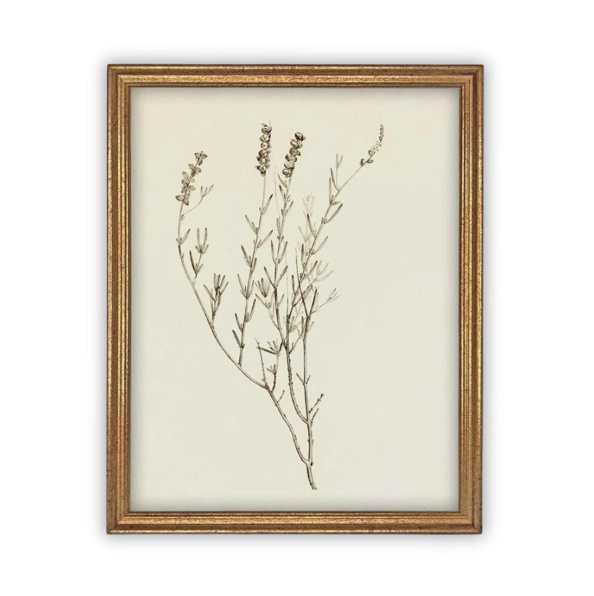 Vintage Framed Botanical Canvas Farmhouse Art