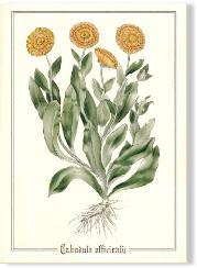 Botanical Calendula Print Decor Wildflower Graphics 