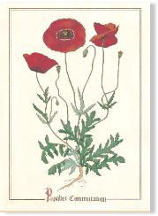 Botanical Poppy Print Decor Wildflower Graphics 
